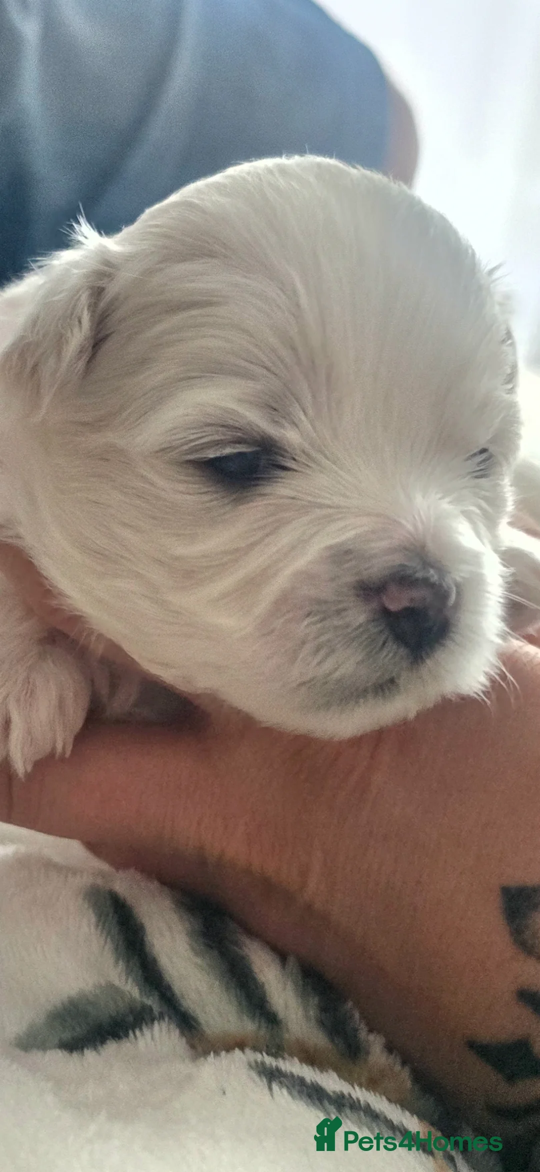 Maltese dogs for sale: Maltese 3 Boys 2 Girls   - Advert 2