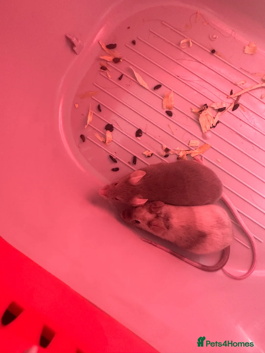 Mouse rodents for sale: 2 female fancy mice  - Advert 1