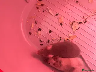 Mouse rodents 2 female fancy mice - Advert 1