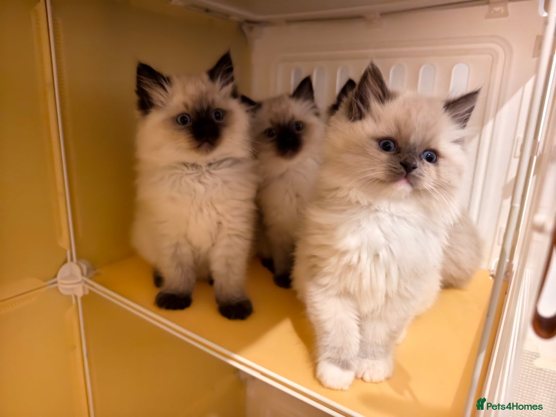 Ragdoll cats for sale: Beautiful Ragdoll Kittens Ready for Sale! - Advert 5