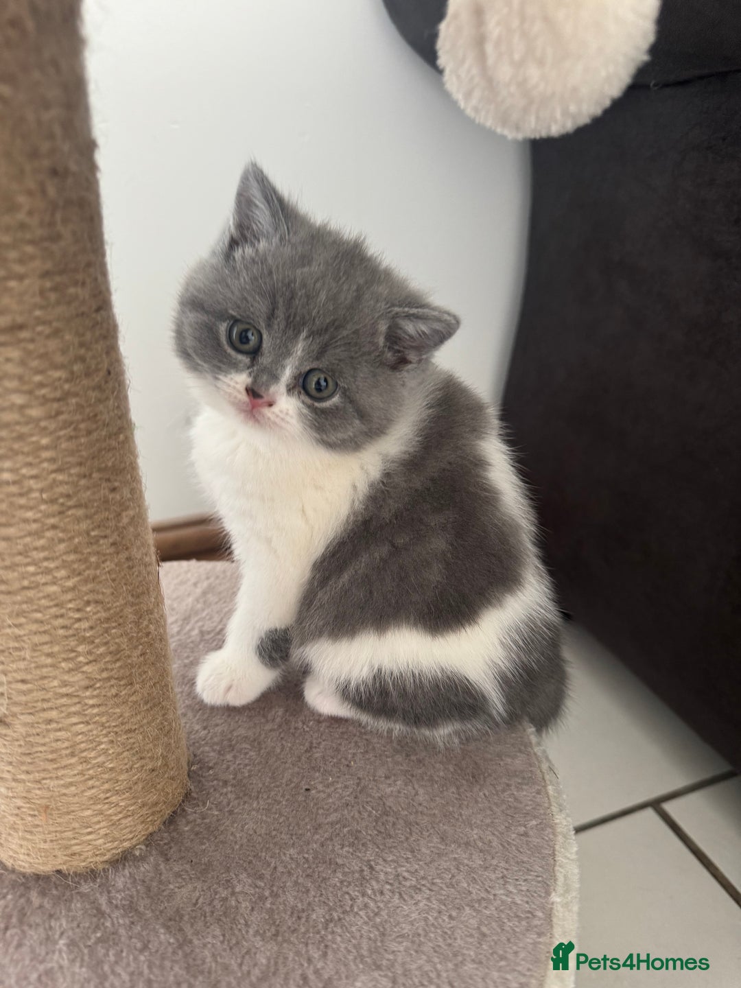 British Shorthair cats for sale: Pedigree British shorthair (Bi colour gene) in Birmingham - Image 14