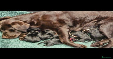 Labrador Retriever dogs - Advert 3