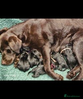 Labrador Retriever dogs - Advert 5