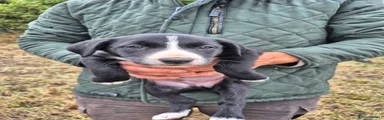 Border Collie 1