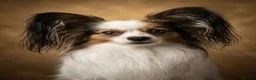 Papillon dogs for sale: Beautiful KC Registered Puppies - Only two left! - Advert 6