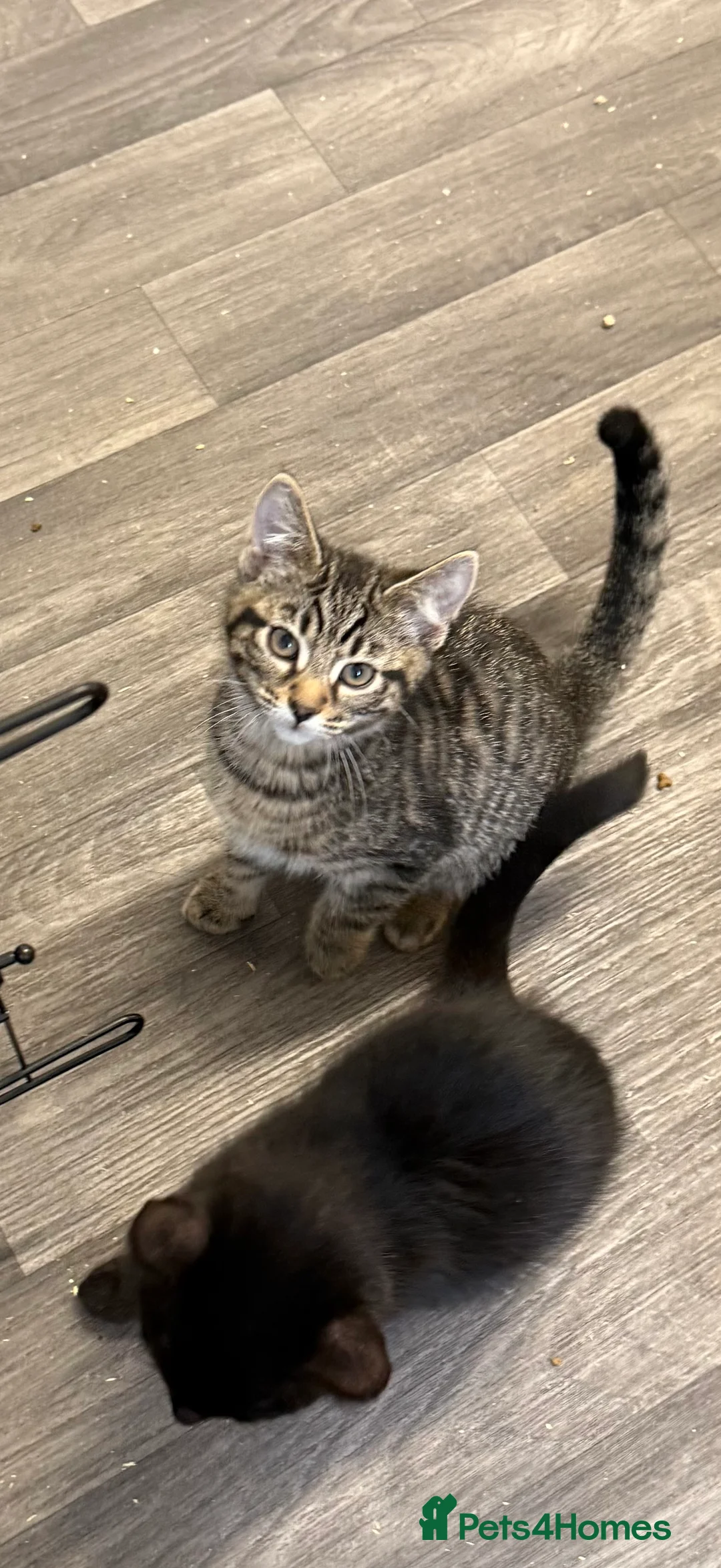 Mixed Breed cats for sale: 12 week old kittens  - Advert 2