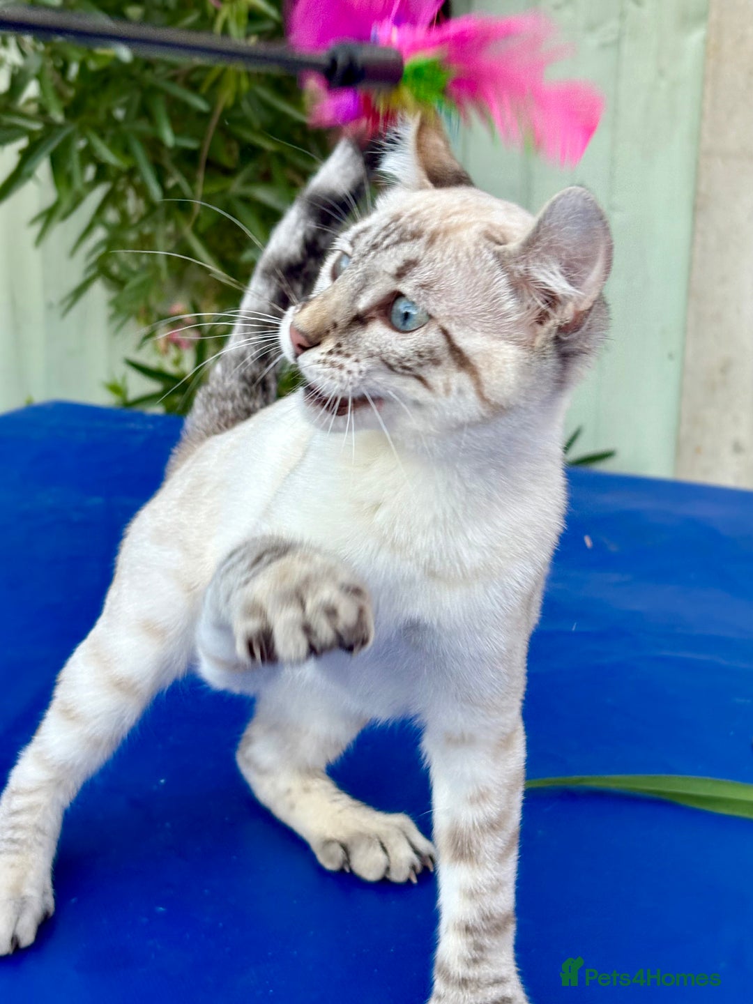 Keetso cats for sale: Wild looking polydactyl curled eared snow leopard  - Image 10