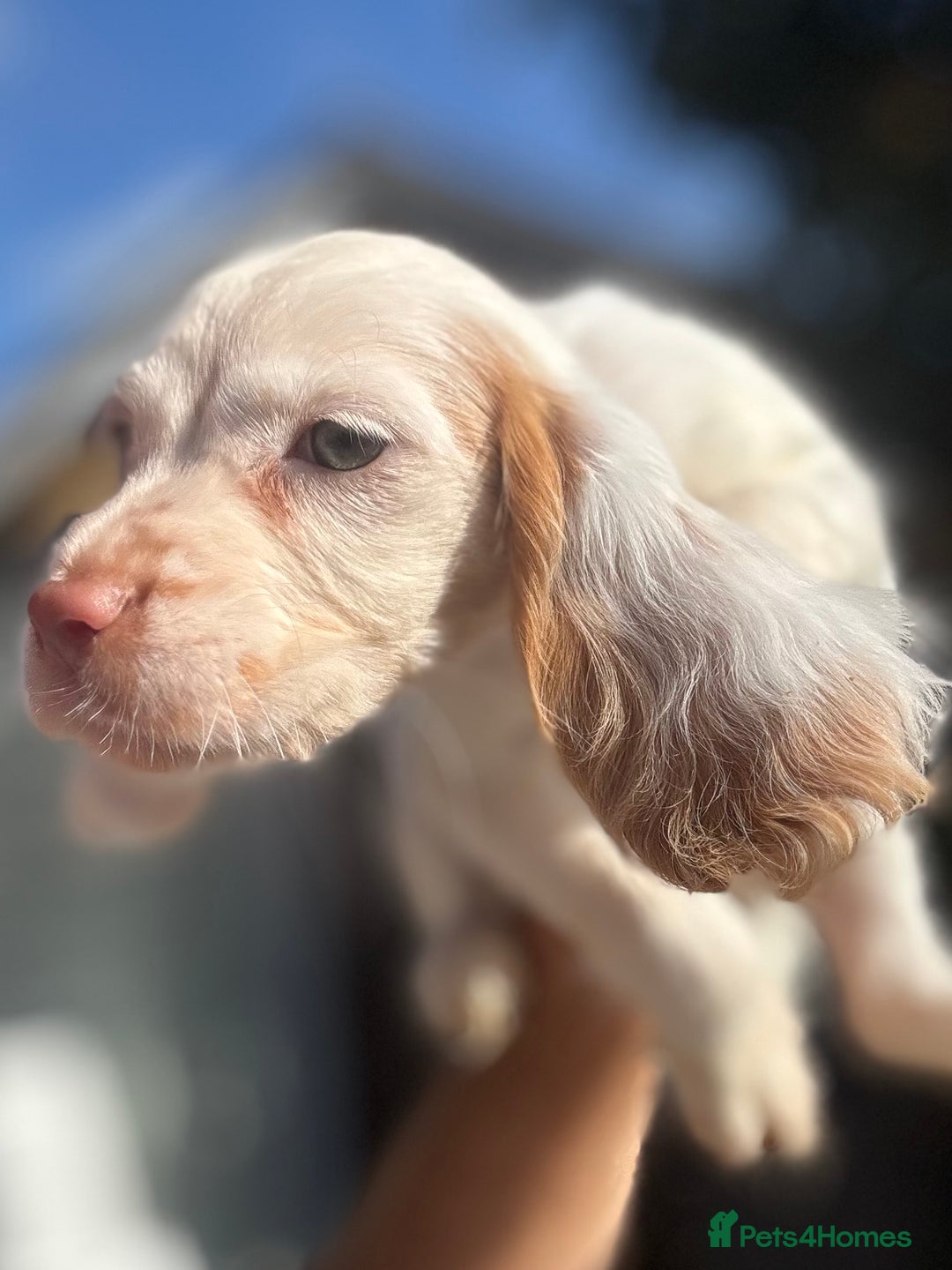 Cocker Spaniel dogs for sale: Cocker Spaniel Puppies (10 weeks - Ready to go) - Image 12