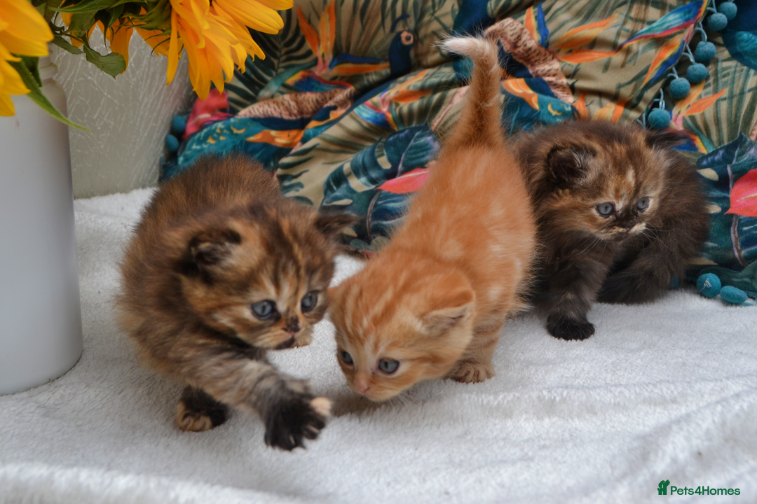 Exotic cats for sale: Stunning Persian Kittens!! - Image 1