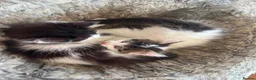 British Longhair cats for sale: Two beautiful longhaired kittens  in Hayling Island - Advert 6