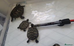 Turtle reptiles for sale: TURTLES FOR SALE - Image 10