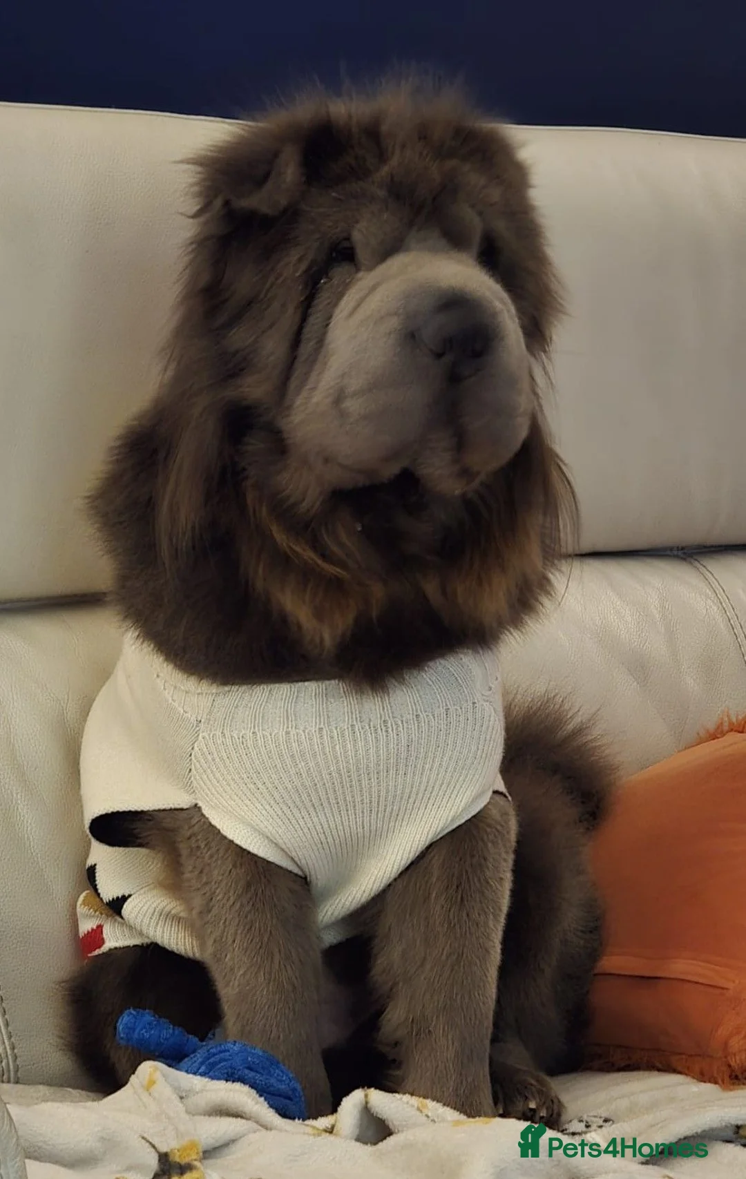 Shar Pei dogs for stud: STUD/BEAR COAT SHA PEI - Advert 2