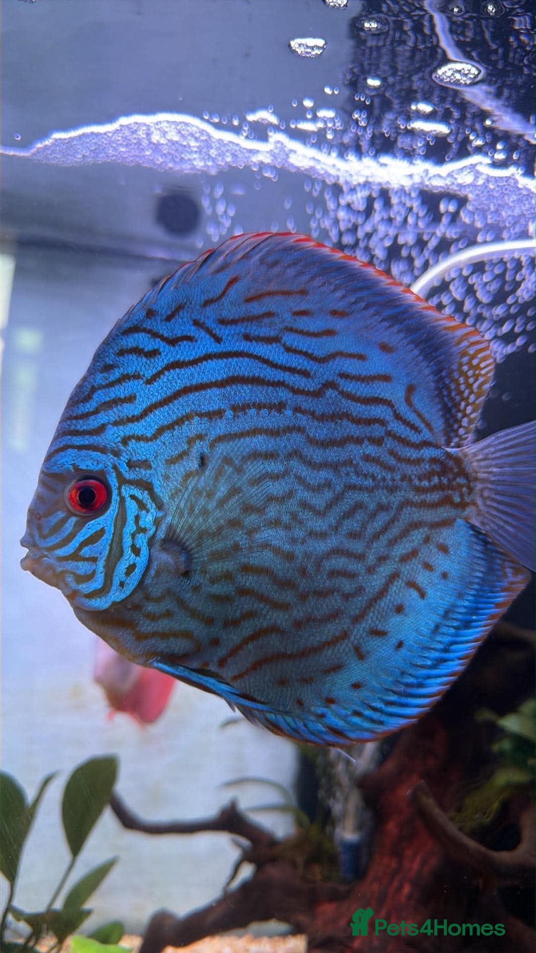 Discus fish Discus fish  - Advert 1