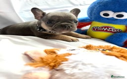 French Bulldog dogs for sale: French bulldog puppies - Image 16