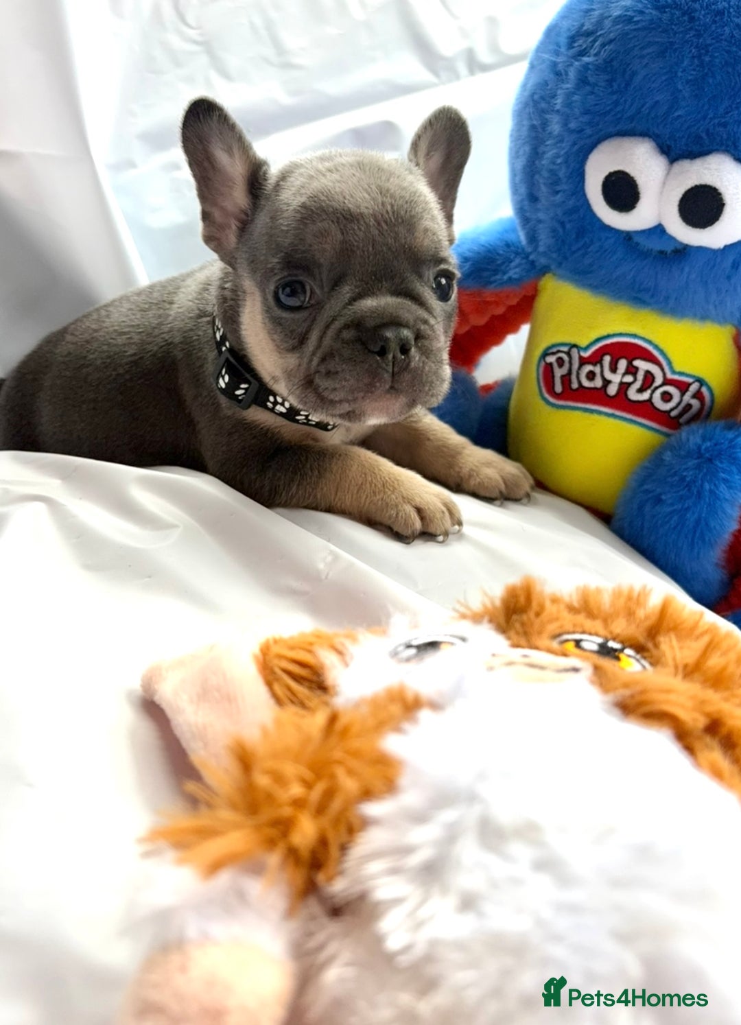 French Bulldog dogs for sale: French bulldog puppies - Image 16