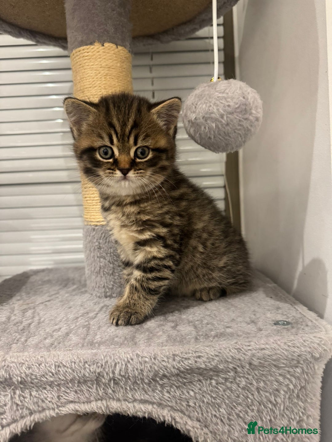 British Shorthair cats for sale: Adorable British Shorthair Male Kittens for Sale. - Advert 9