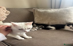 British Longhair cats for sale: Two black and white kittens for sale ,  - Image 4