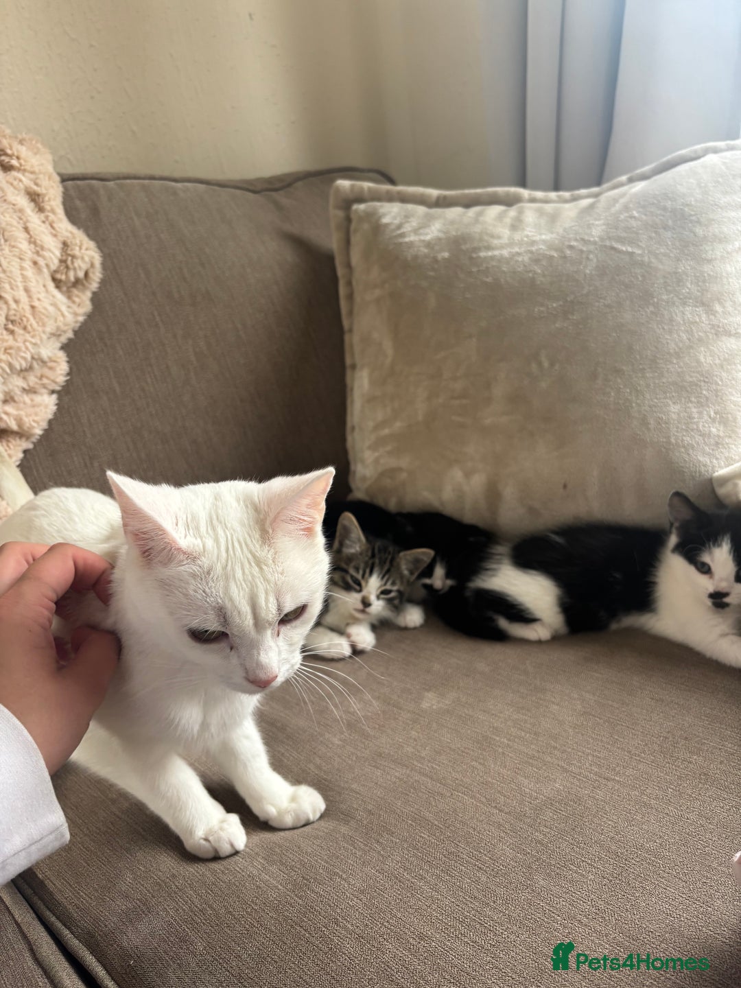 British Longhair cats for sale: Two black and white kittens for sale ,  - Image 4