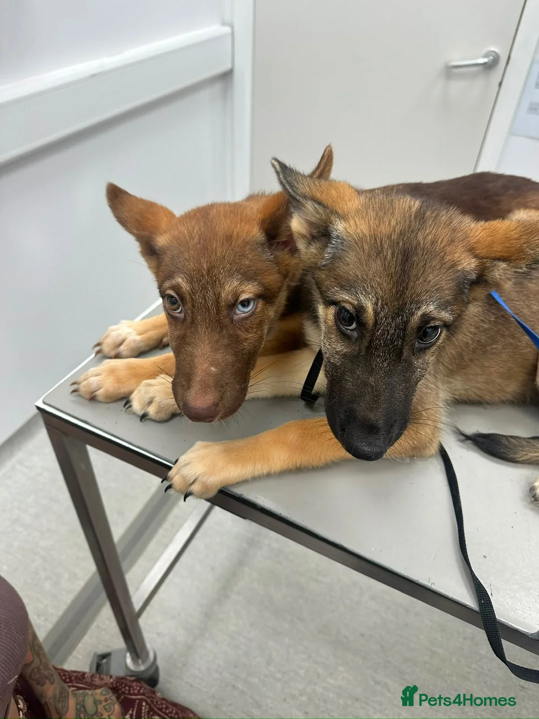 Shepsky dogs for sale: Stunning multi-coloured eyed puppies - Advert 2