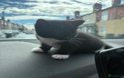 Domestic Shorthair cats for sale: Adorable Kittens for sale for good homes  - Image 8