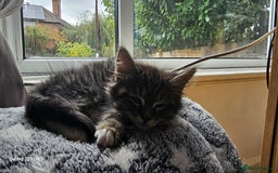 Mixed Breed cats for sale: Few lovely kittens ready for new lovely homes ! - Image 12