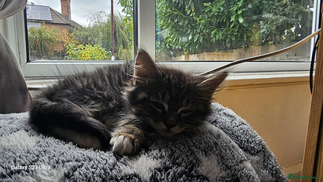 Mixed Breed cats for sale: Few lovely kittens ready for new lovely homes ! - Image 12