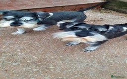 Miniature Schnauzer dogs for sale: KC REG MINI SCHNAUZER MAC AND EYE TESTED - Image 1