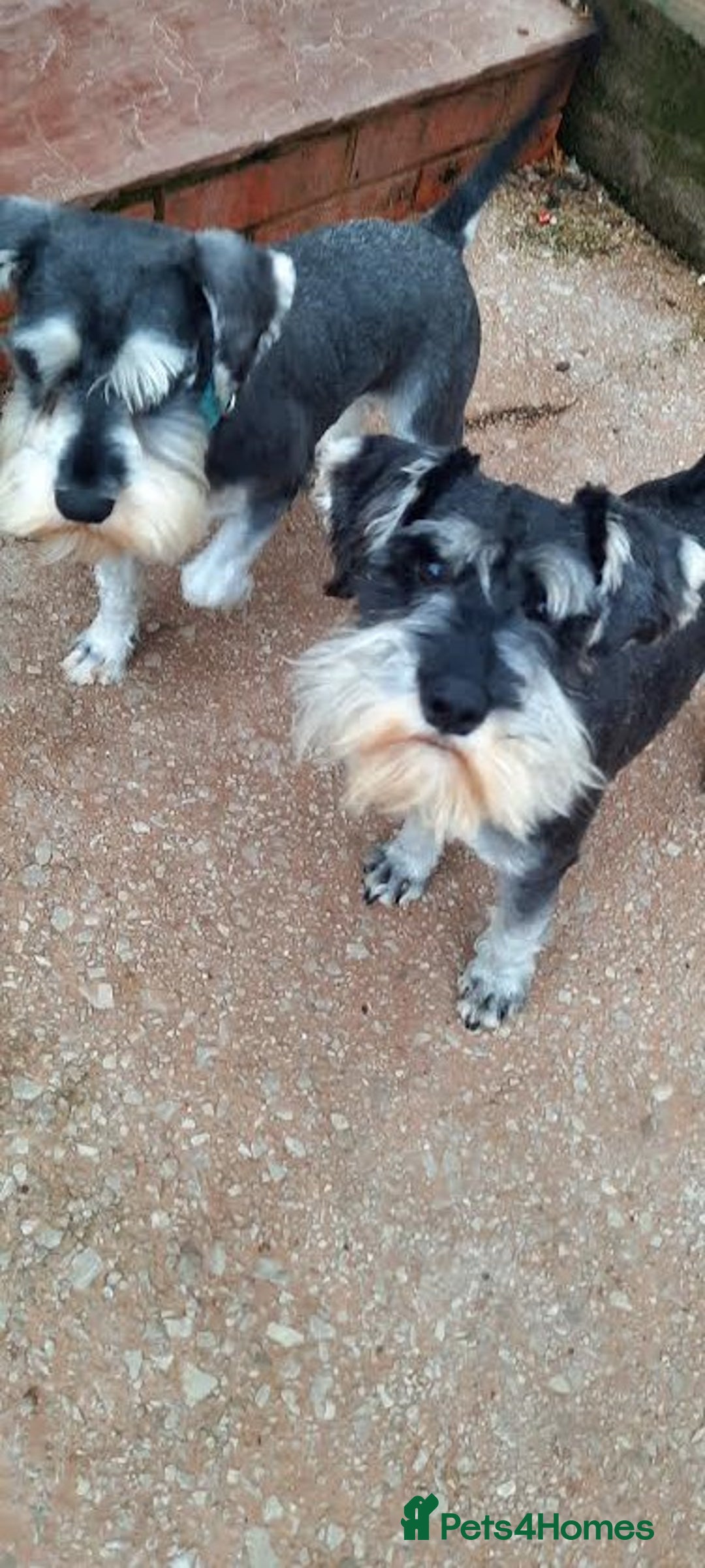 Miniature Schnauzer dogs for sale: KC REG MINI SCHNAUZER MAC AND EYE TESTED - Image 1