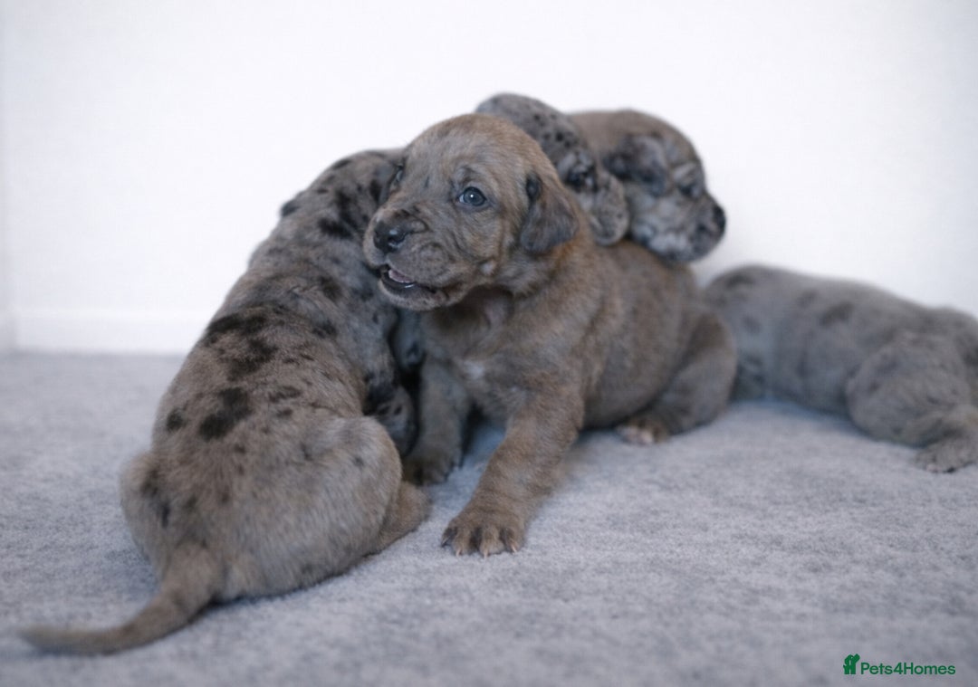 Great Dane dogs for sale: KC Registered Great Danes - Stunning Litter  - Advert 8