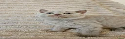 British Shorthair cats for sale: Pure breed British shorthair kittens  - Advert 4