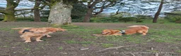 Golden Retriever dogs for sale: Beautiful girl due puppies in Nelson - Advert 8