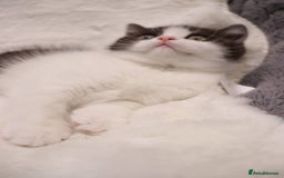 British Shorthair cats for sale: Champion Bloodlines BSH kittens  - Image 13