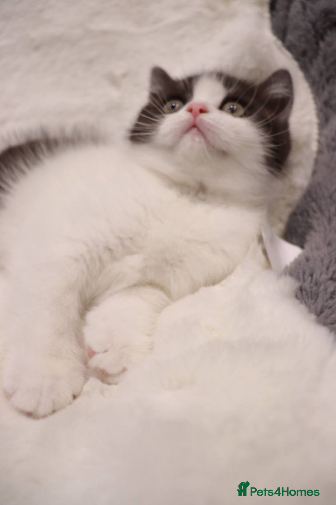 British Shorthair cats for sale: Champion Bloodlines BSH kittens  - Image 13