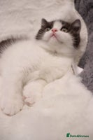 British Shorthair cats Champion bloodlines Stunning BSH male available - Advert 4