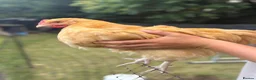 Chickens poultry for sale: 2x Buff Orpington Cockerels looking for a new home - Advert 8