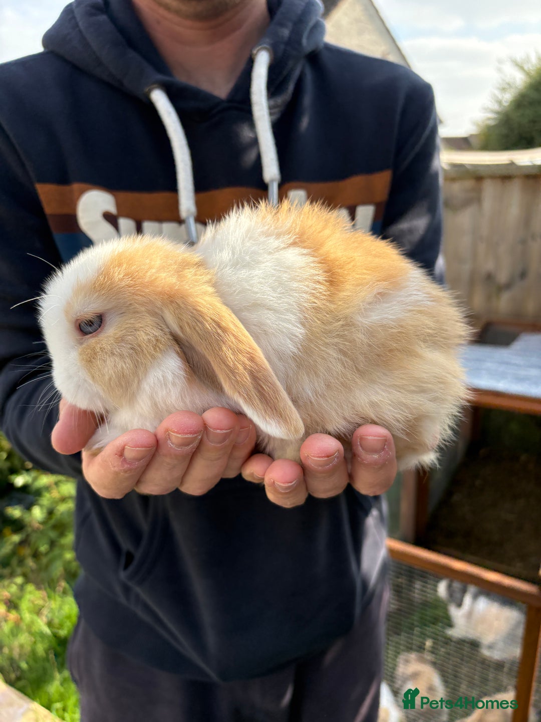 Mini Lop rabbits for sale: Gorgeous Mini Lop Bunny Rabbits - Image 2