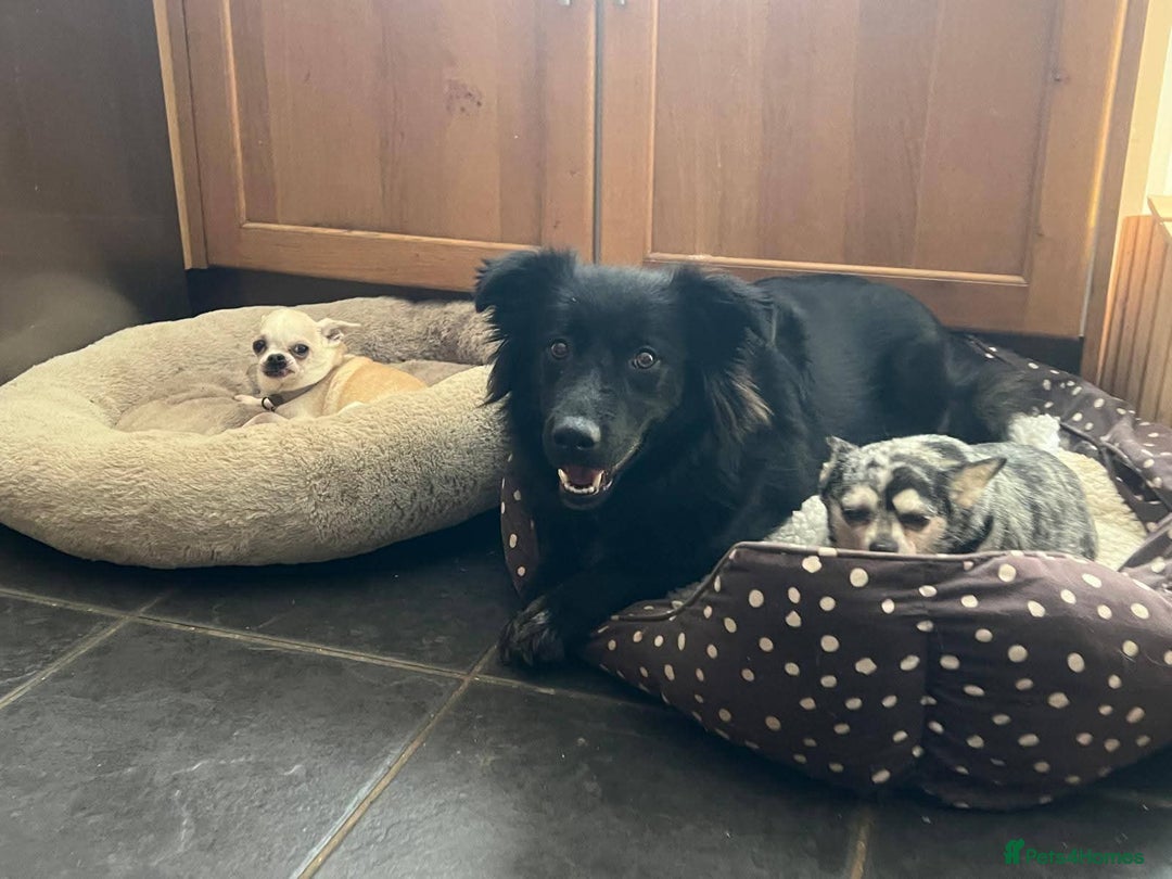 Mixed Breed dogs for adoption: Meet Solana, currently residing in Suffolk - Advert 12