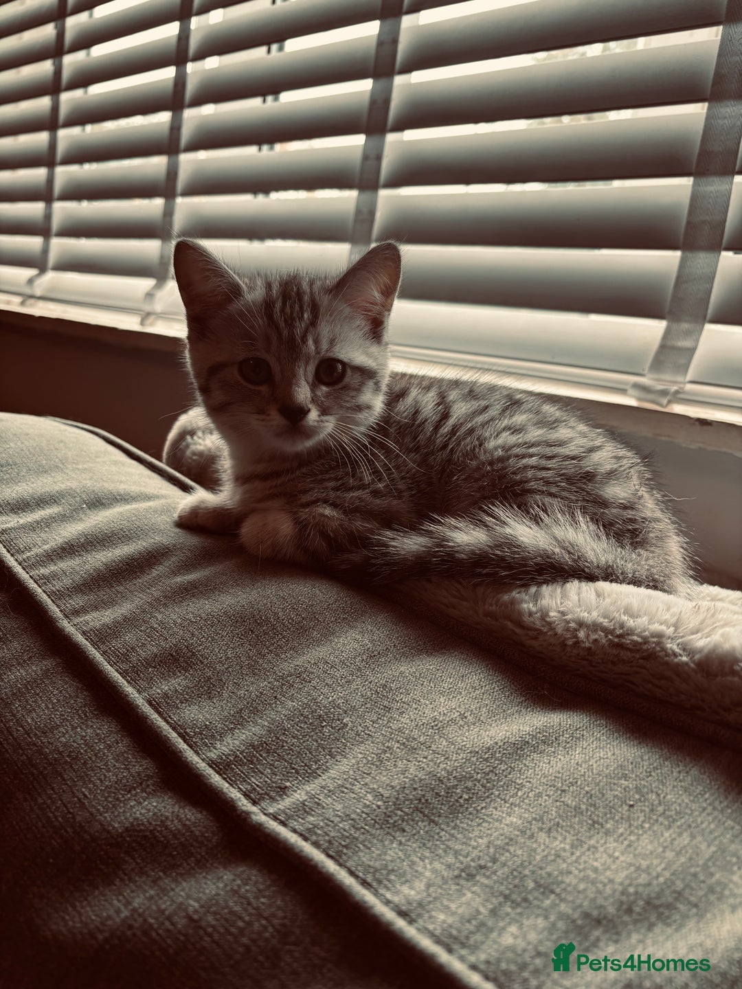 British Shorthair cats for sale: Silver tipped British Shorthair kittens  - Image 11