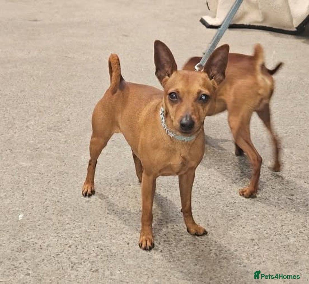 Miniature Pinscher dogs for sale: LAST PUPPY - LADYLUCKPINS KC MIN PINS - Advert 24