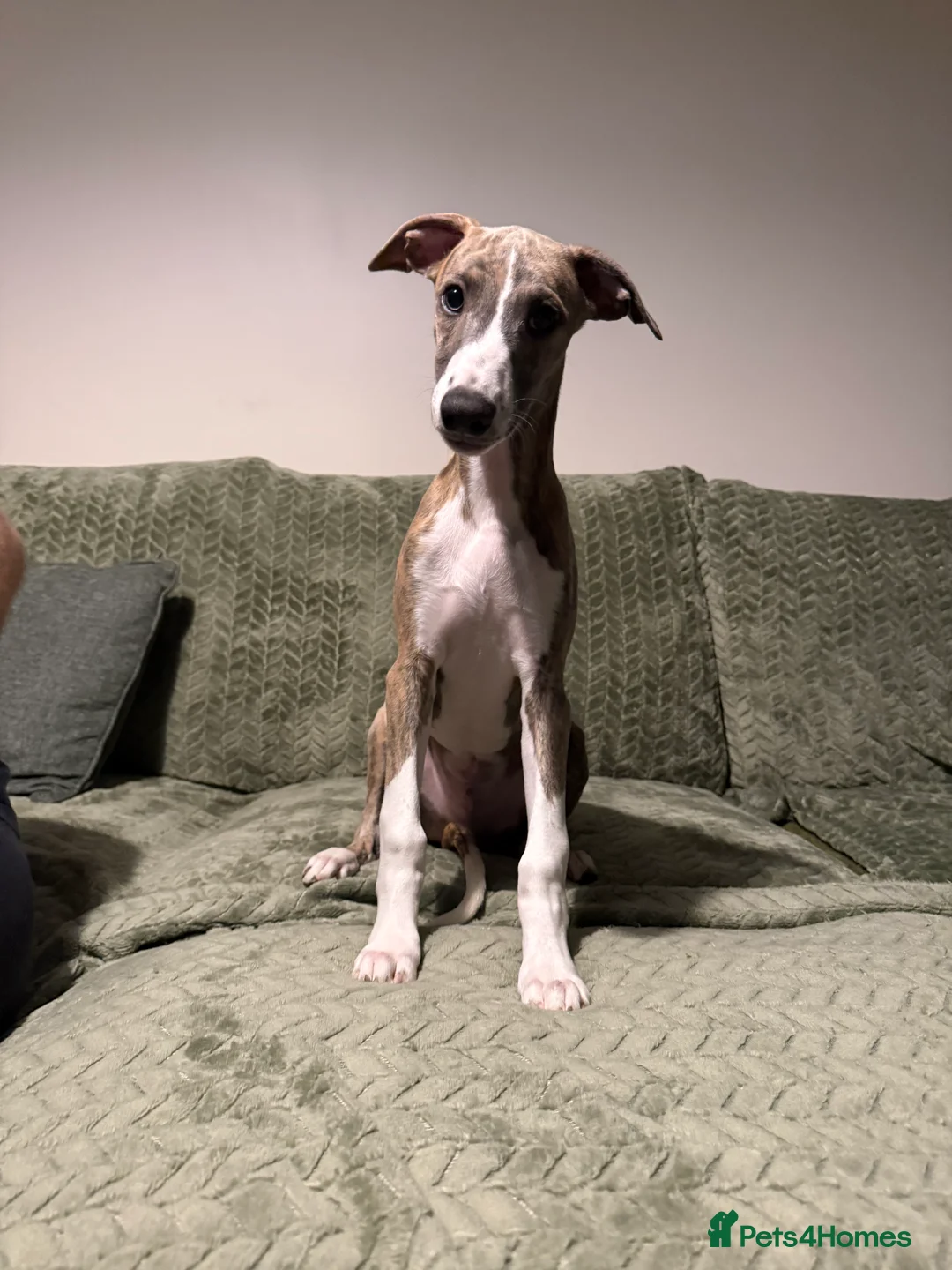 Whippet dogs for sale: Beautiful whippet boy💙 - Advert 2