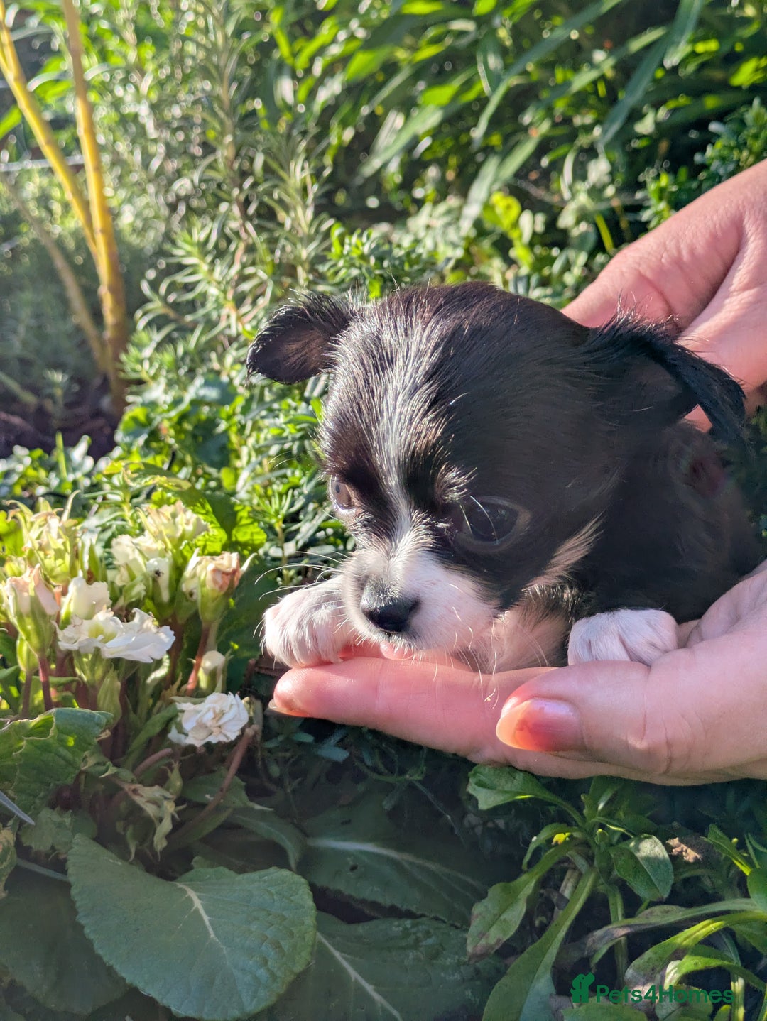 Chihuahua dogs for sale: Rare colour and tiny pedigree Chihuahuas  - Advert 27