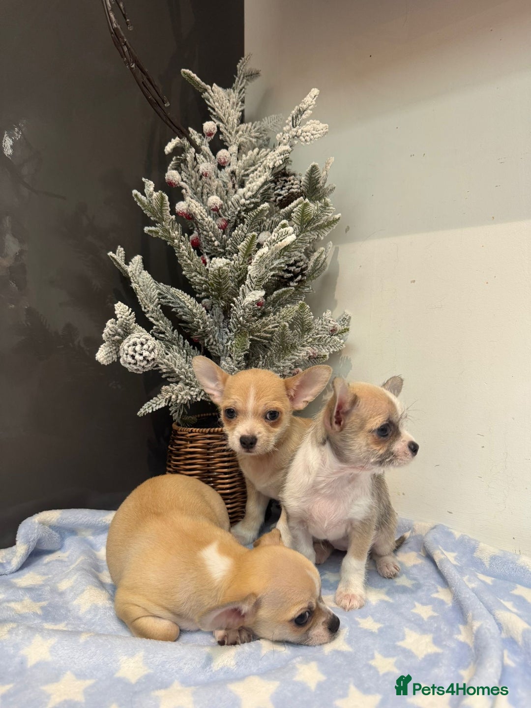 Chihuahua dogs for sale: Chihuahua  - Advert 5