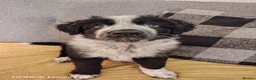 Mixed Breed dogs for sale: German shepherd cross border collie puppies  - Advert 8