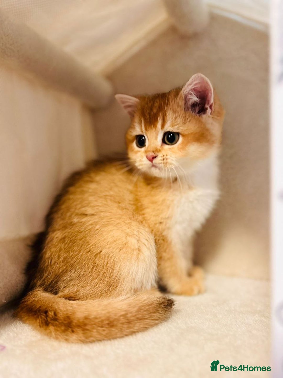 British Shorthair cats for sale: Charming British golden chinchillas - Advert 15