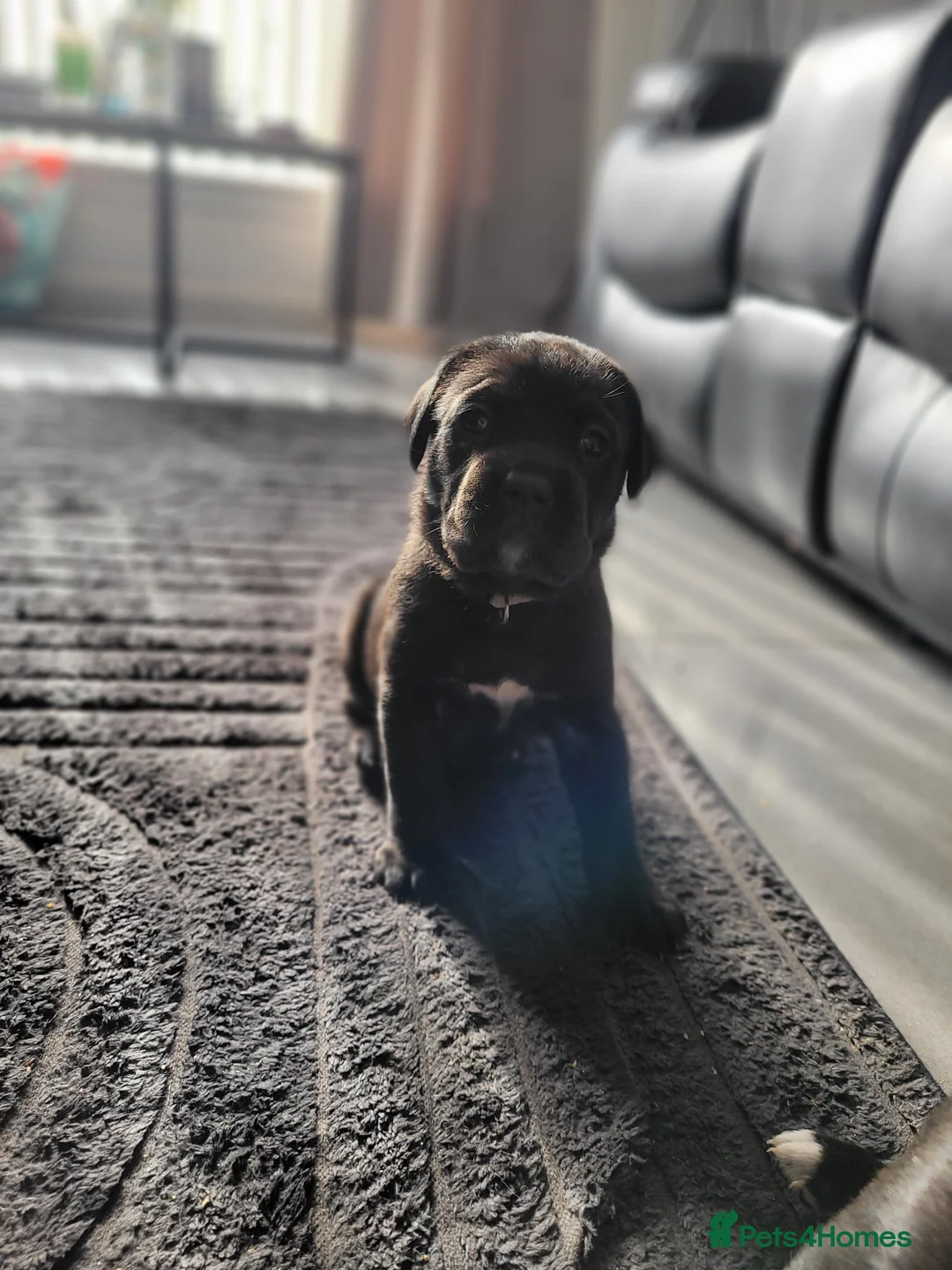 Cane Corso dogs for sale: 6 STUNNING FEMALE CANE CORSO PUPS in Motherwell - Advert 12