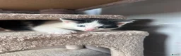 Mixed Breed cats for sale: Three beautiful playful kittens  - Advert 7