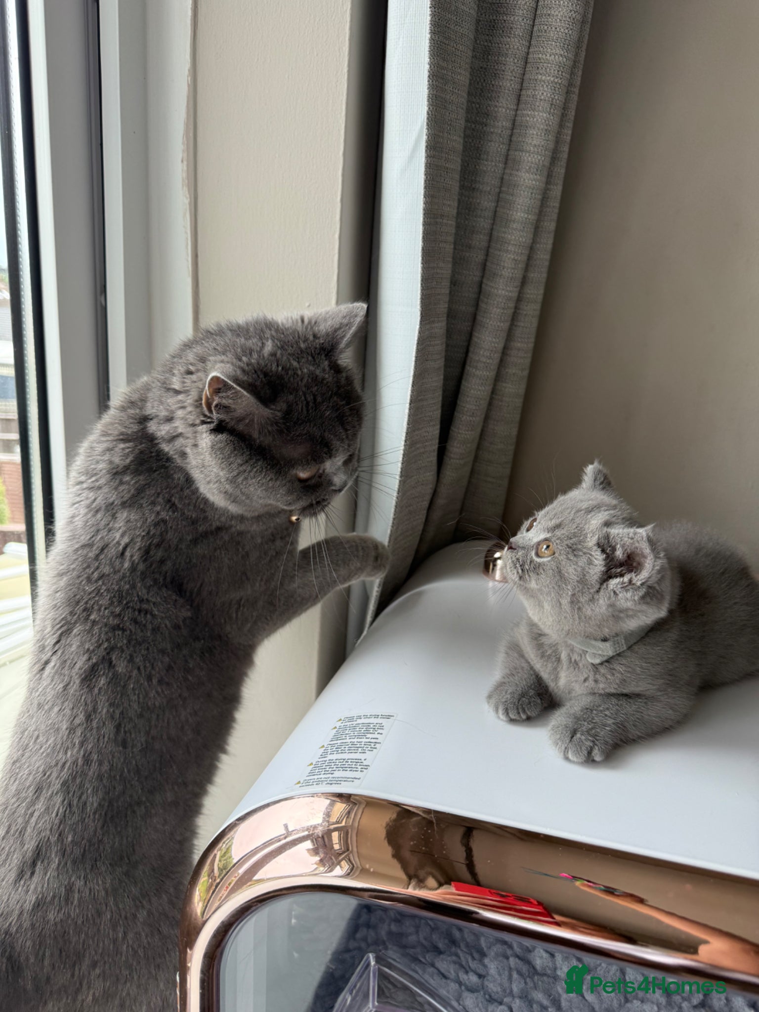 British Shorthair cats for sale: Pedigree British Shorthair Kittens ready to go! - Advert 30