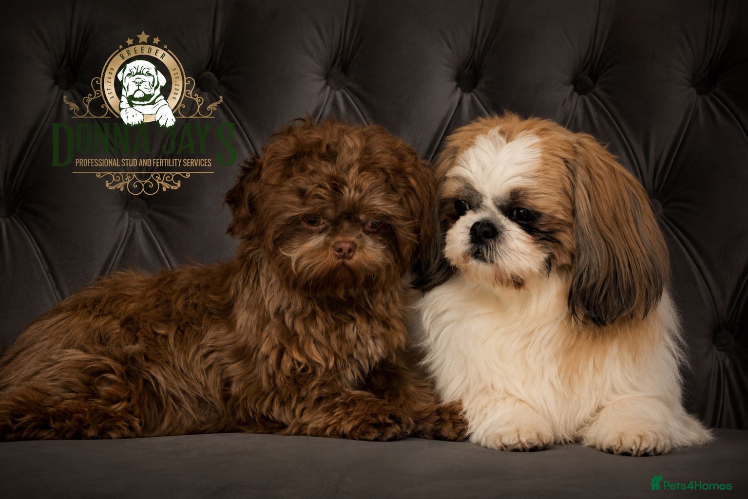 Shih Tzu dogs Cute little shihtzu puppy - Advert 1