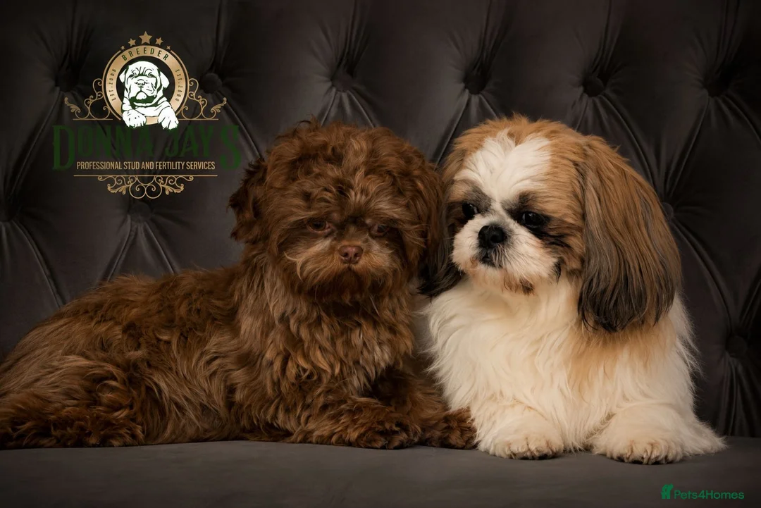 Shih Tzu dogs for sale: Cute little shihtzu puppy - Advert 1