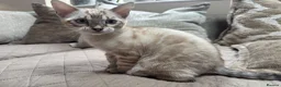 Bengal cats for sale: Stunning TICA Registered Snow Lynx Bengal Kittens - Advert 34